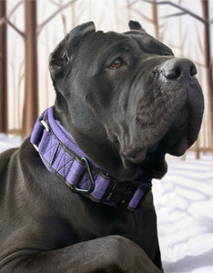 Purple Heavy Duty tactical Dog Collar
