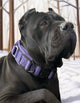 Purple Heavy Duty tactical Dog Collar