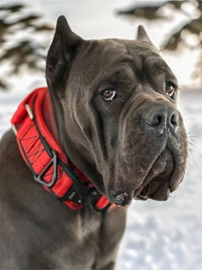 Red Heavy Duty tactical Dog Collar