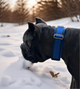 Blue Heavy Duty tactical Dog Collar
